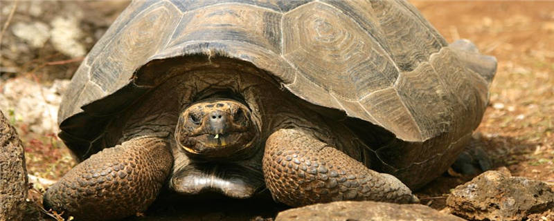 草龟冬天怎么养-摄图网