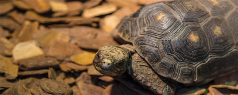 草龟冬眠怎么养-摄图网