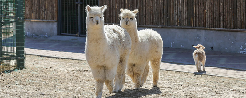 羊驼怎么养