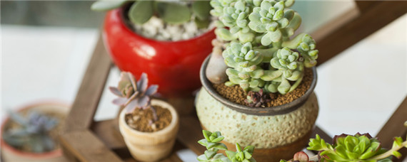 海豹水泡怎么养-摄图网