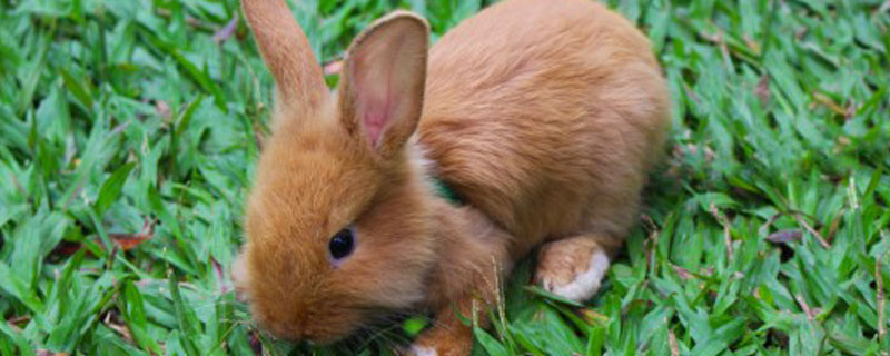 幼兔怎么养