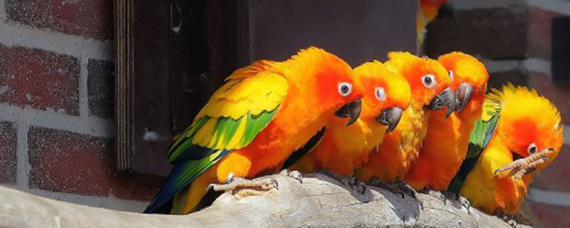 鹦鹉冬天怎么养