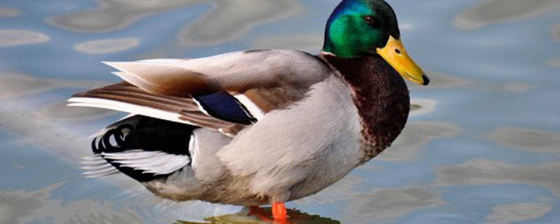 野鸭怎么养