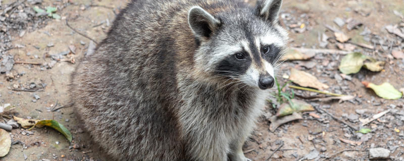 一只浣熊