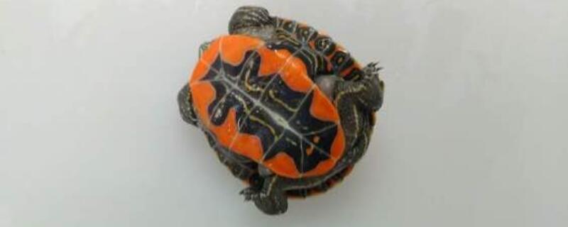 西部锦龟-自制