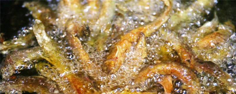 黄金泥鳅-摄图网