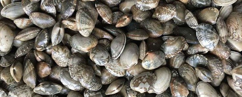 花甲怎么养不会死