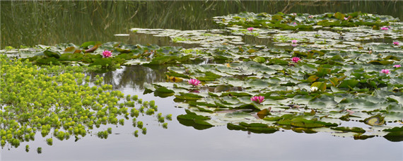 茶籽饼清塘需要解毒吗-摄图网