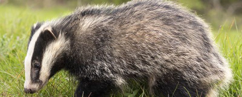 獾子是几级保护动物