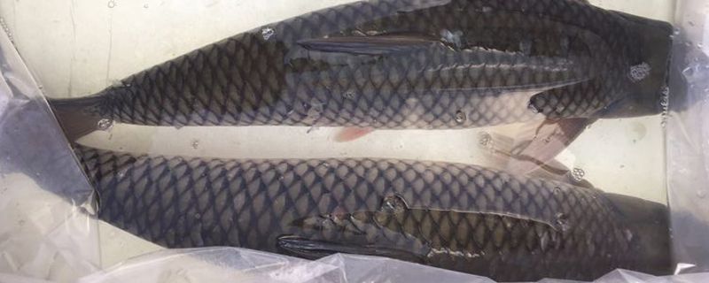 鲩鱼和草鱼的区别