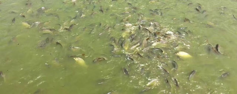 青鱼喜欢吃什么饵料