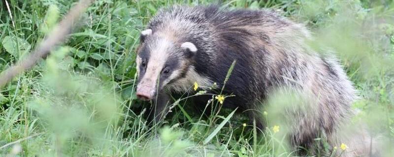 猪獾