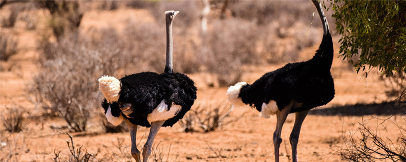 非洲鸵鸟的介绍