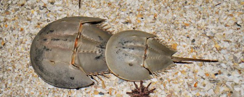 鲎是保护动物吗