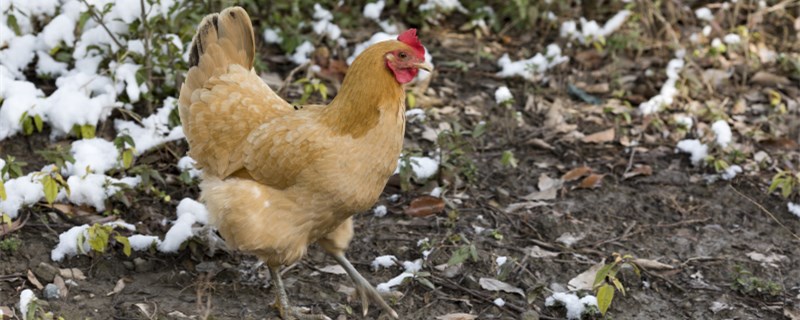 农村散养鸡的养殖方法