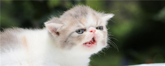 一只小猫-摄图网