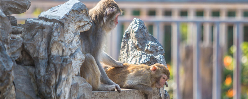 猴子的天敌是什么动物
