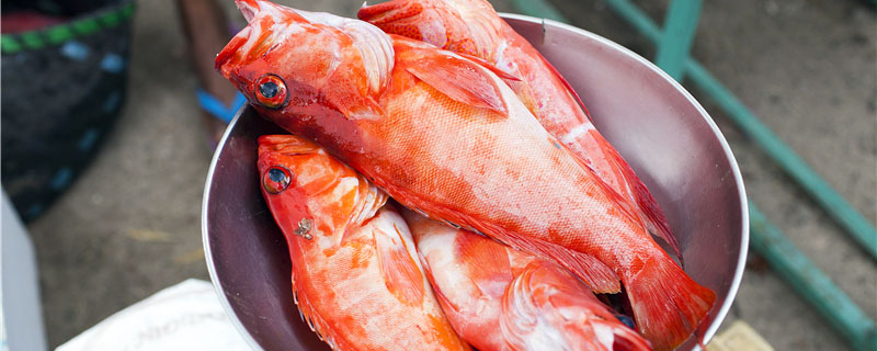 红色的海鱼是什么鱼