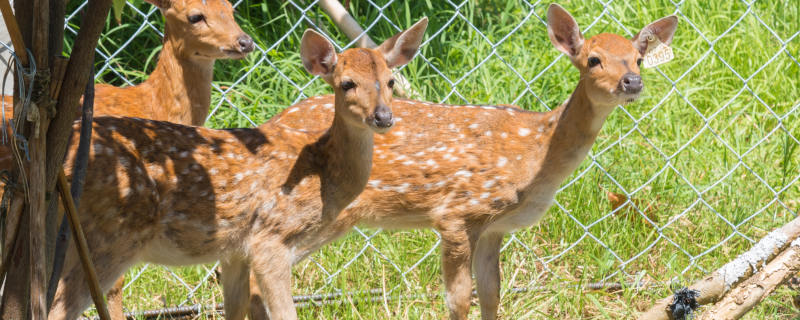 被保护的梅花鹿