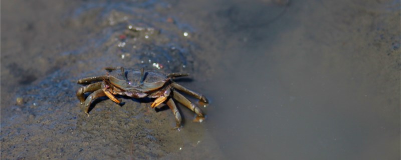 螃蟹在家里怎么养