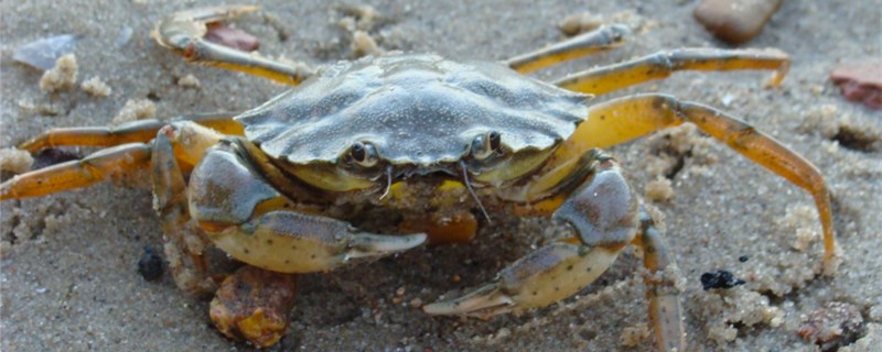 螃蟹怎么养几天