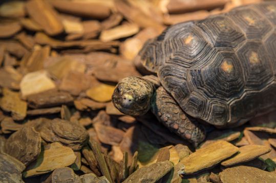 宠物龟养殖注意事项