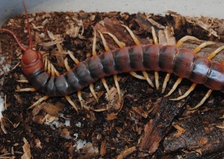 蜈蚣的人工养殖技术