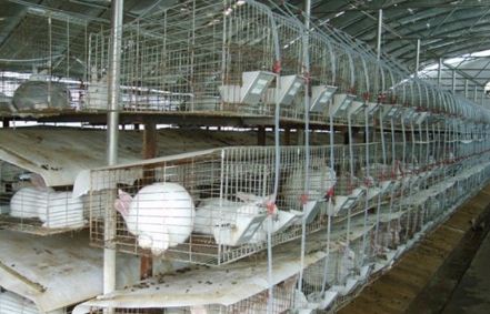 夏季兔子的养殖技术