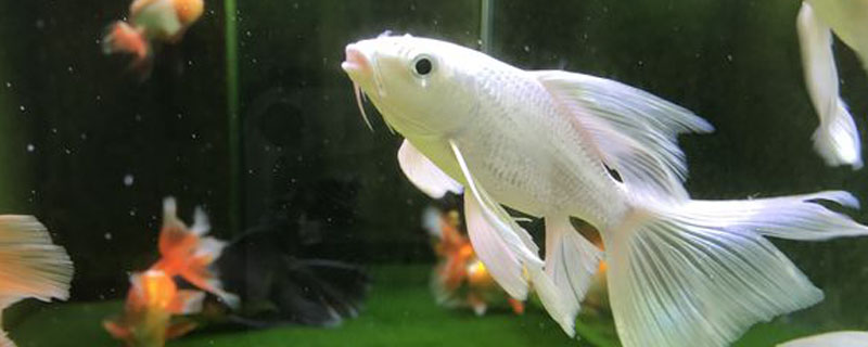 蝴蝶鲤一年能长多大