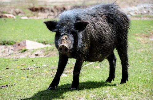 香猪种猪多少钱一只