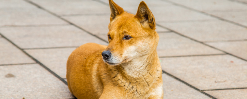 休息的中华田园犬