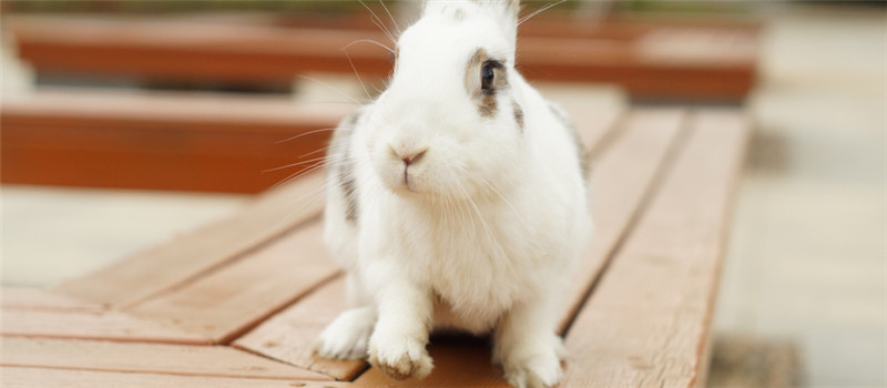 兔子是哺乳动物吗
