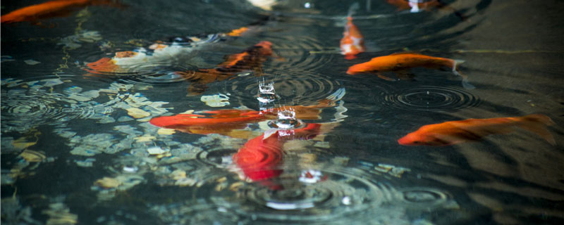 锦鲤吃什么饲料好