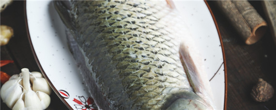 一条白鲢鱼-摄图网