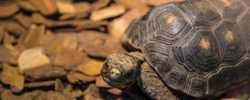 石金钱龟苗怎么养