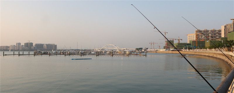 钓大鱼用什么鱼竿