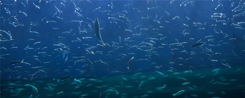 钓鲴鱼用什么饵料-摄图网