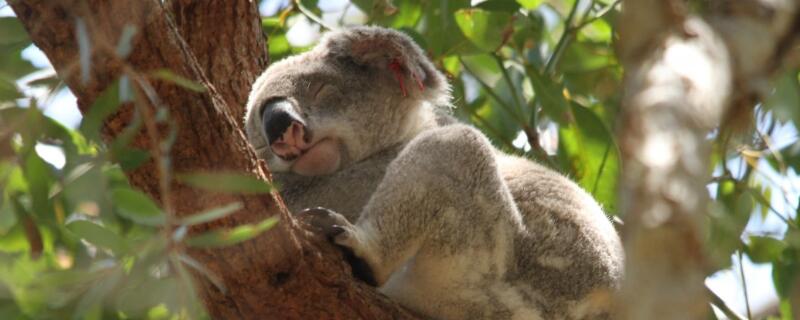 树懒是什么动物