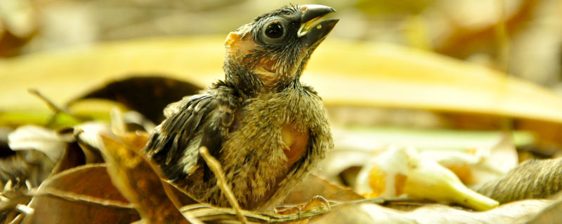 一只雏鸟