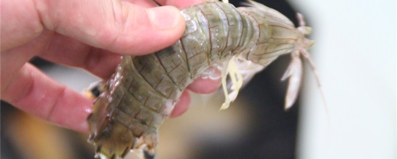 皮皮虾公母怎么分