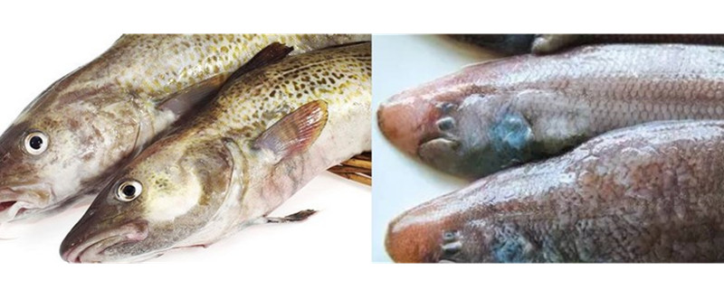 龙利鱼和鳕鱼的区别-自制