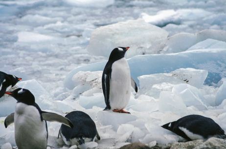 企鹅通常吃什么食物