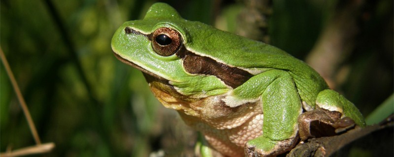 青蛙的习性