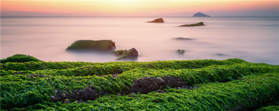 松茸莫斯-摄图网