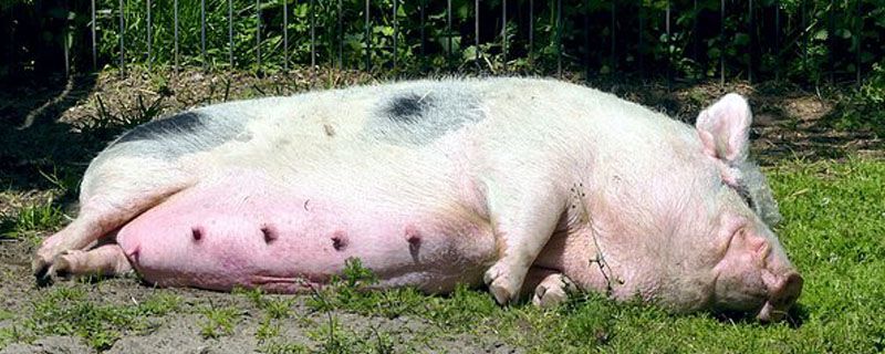 300斤母猪打多少缩宫素