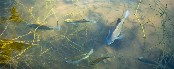 甲藻的处理方案-摄图网