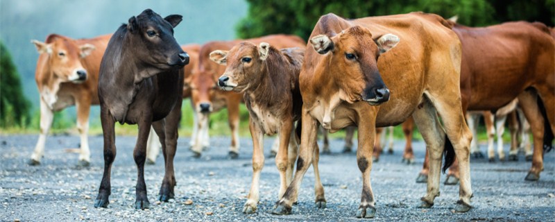 牛的品种有哪些
