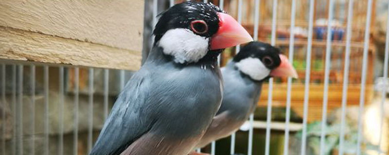 灰文鸟怎么分公母