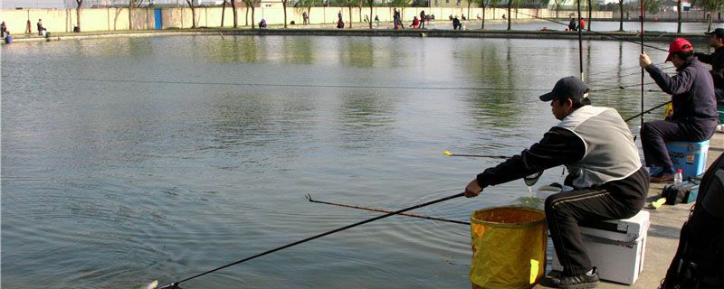 黑坑钓鱼用什么饵料好