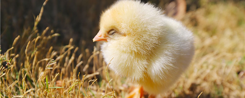 鸡苗怎么养